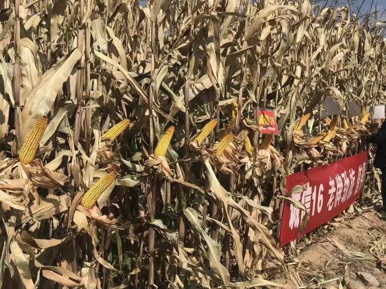 IM体育app-新晋劲旅崭露头角，挑战老牌劲旅