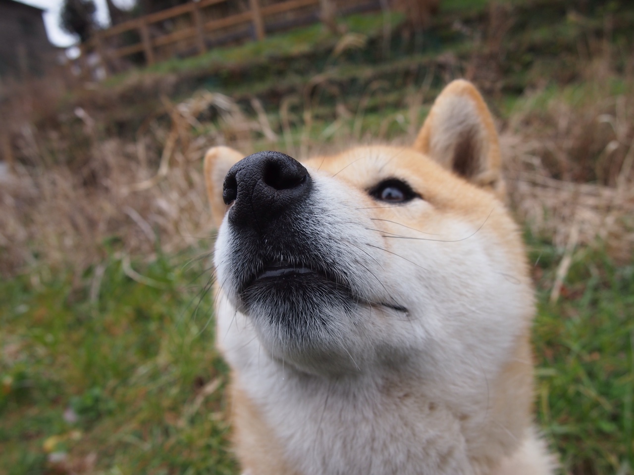 约基奇主宰比赛走向，上海队强压湖人，跨时空的篮球对话