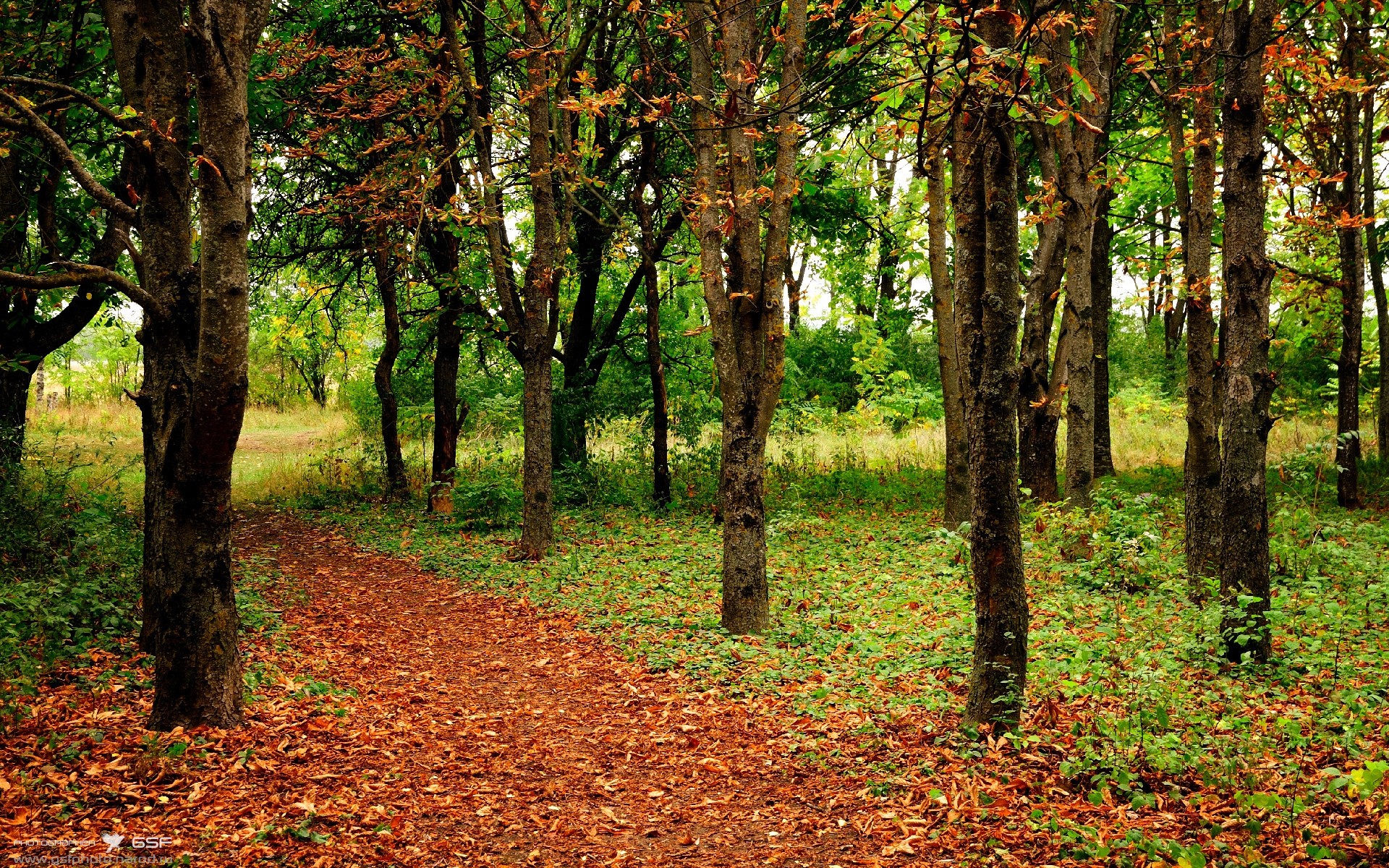 从悉尼到墨西哥城，罗德里如何用一脚终结两个世界的足球幻想
